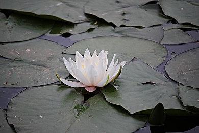 谷歌请求法庭驳回广告商的反垄断诉讼案：可仲裁解决